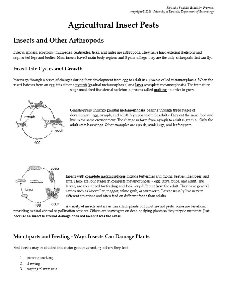 11 Pests 1 Insect | PDF | Insects | Pest (Organism)