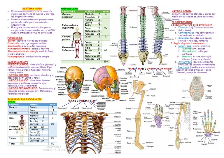 Clase 3 Ud Anatomia Pdf Articulaci N Hueso - Best Abstract Pictures in 8K