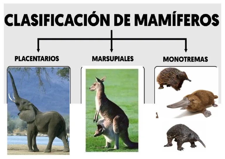 CLASIFICACIION DE MAMIFEROS | PDF