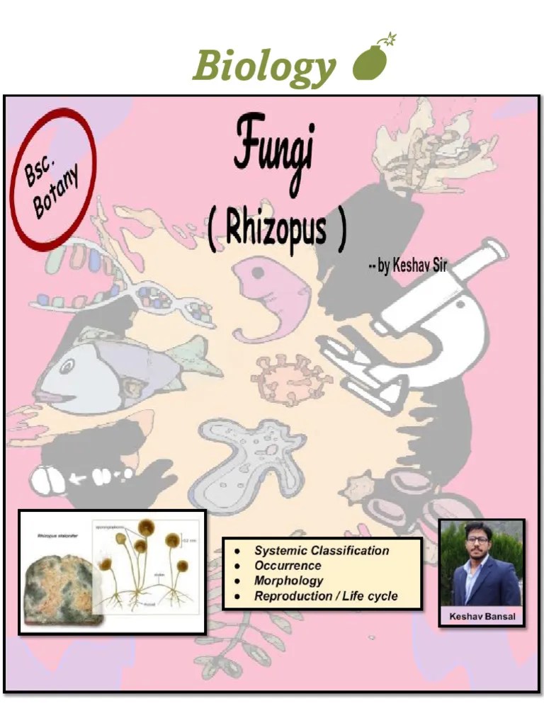Rhizopus Fungi By Biology Bomb | PDF | Fungus | Sexual Reproduction