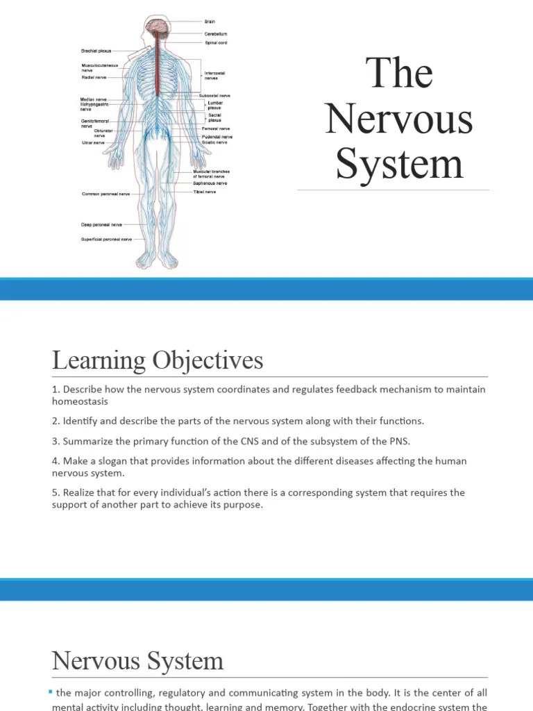Nervous System | PDF | Nervous System | Central Nervous System