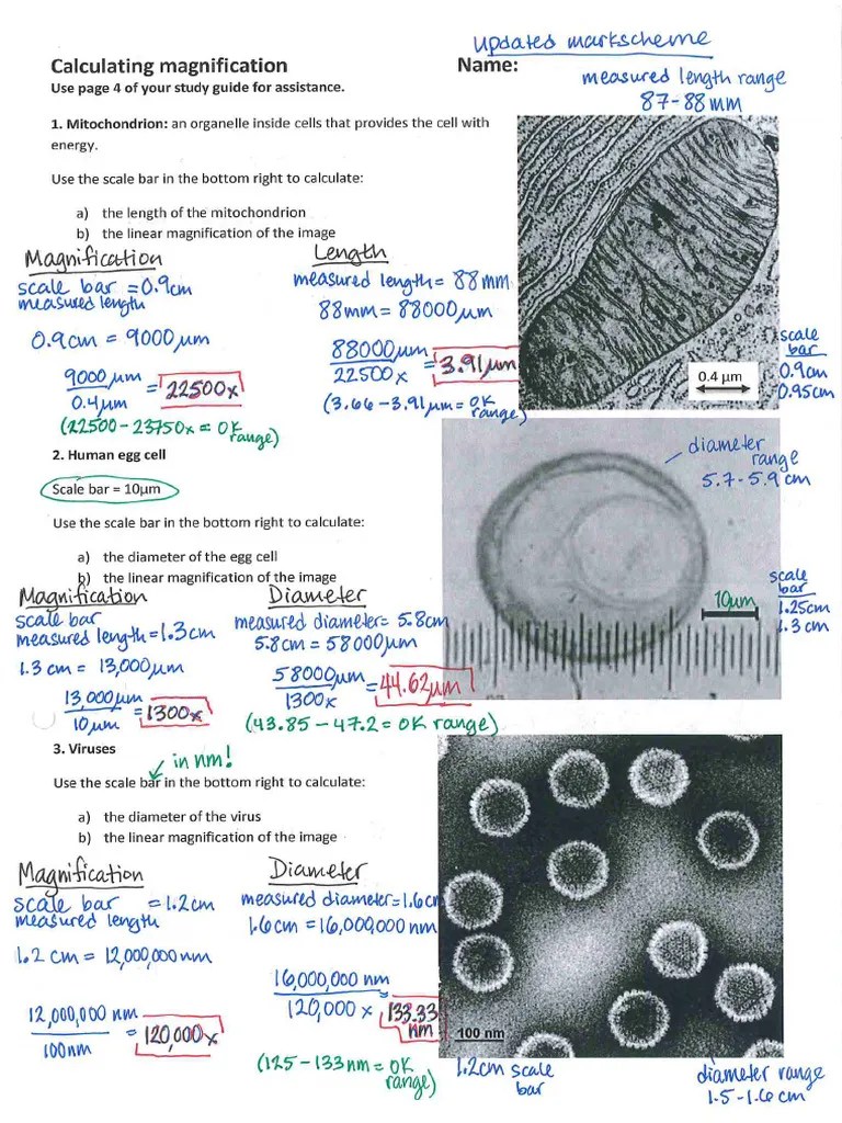 A2.2.2 Calculating Magnification Practice ANSWERS Updated | PDF