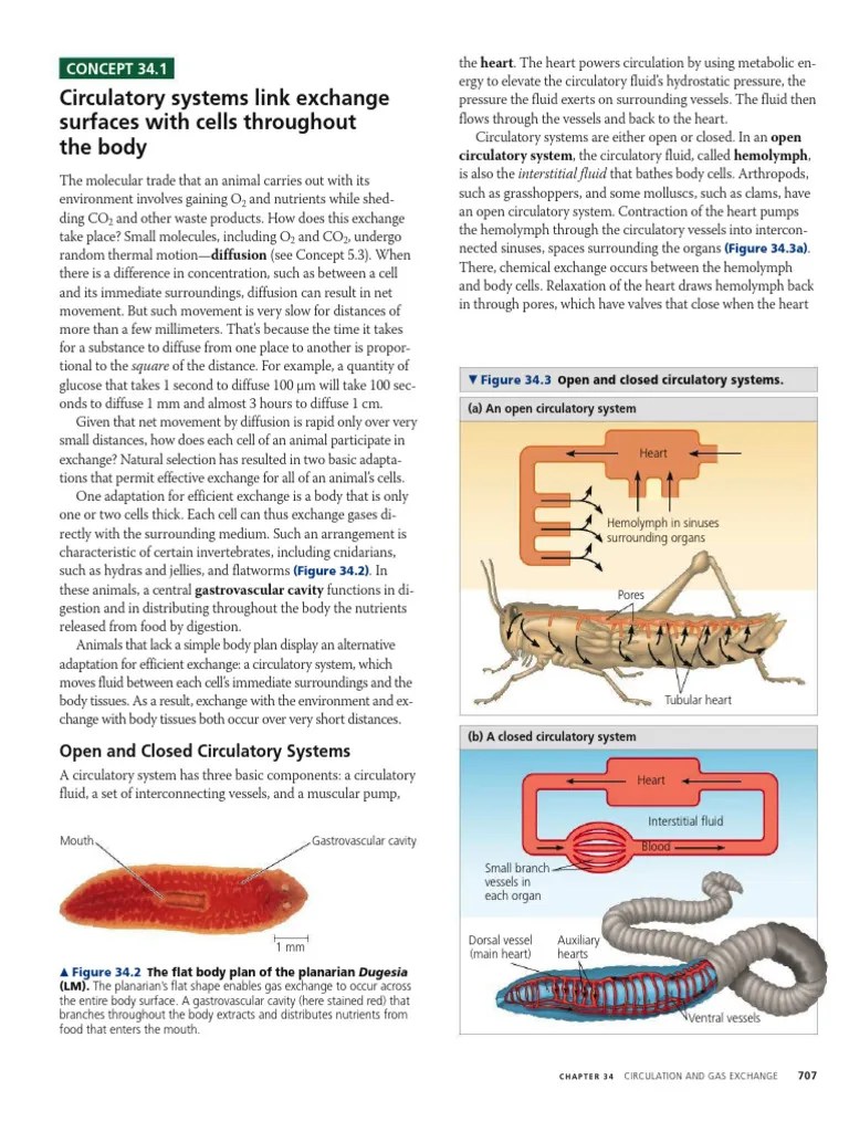 Animal Circulatory System | PDF | Atrium (Heart) | Heart Valve