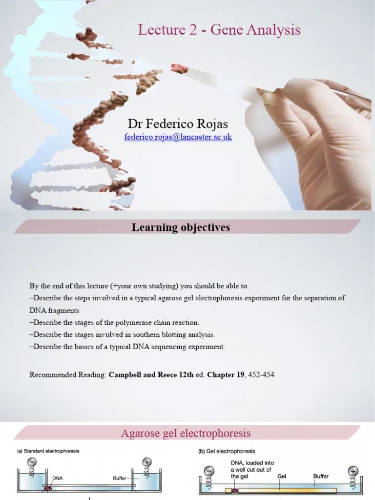 Lecture 2 - Gene Analysis | PDF | Agarose Gel Electrophoresis | Gel Electrophoresis