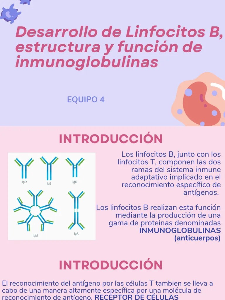 Linfocitos B | PDF | Anticuerpo | Linfocitos
