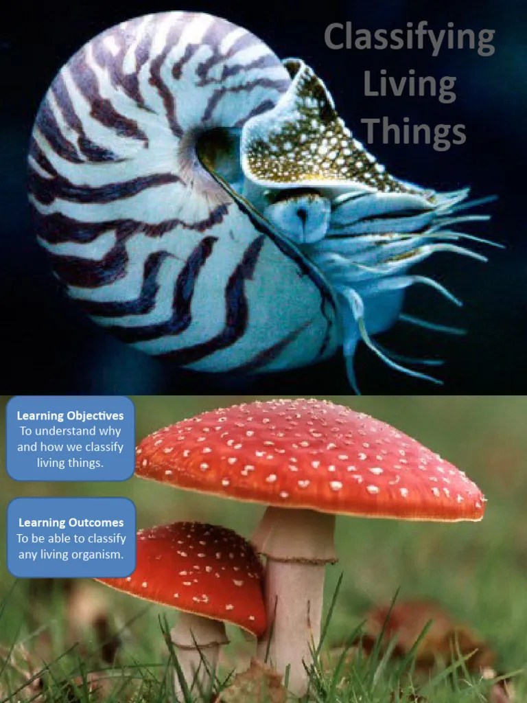 Classification - Year 6 | PDF | Biology | Organisms