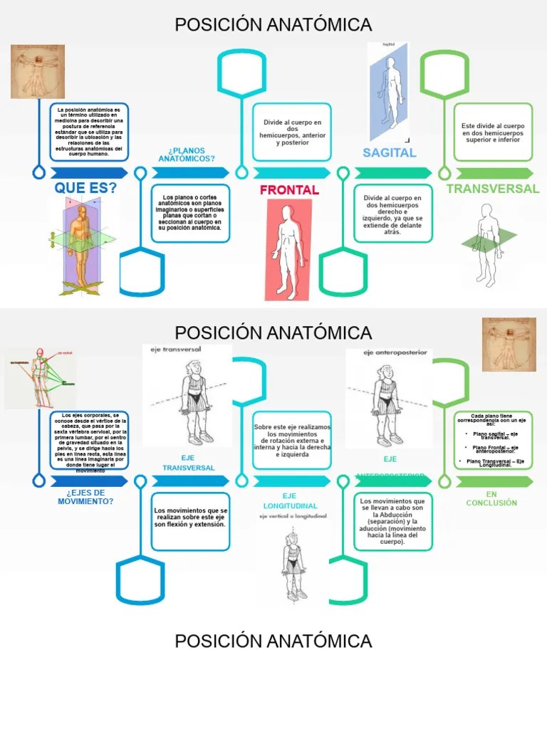 POSICIÓN ANATÓMICA | PDF | Términos Anatómicos De Ubicación