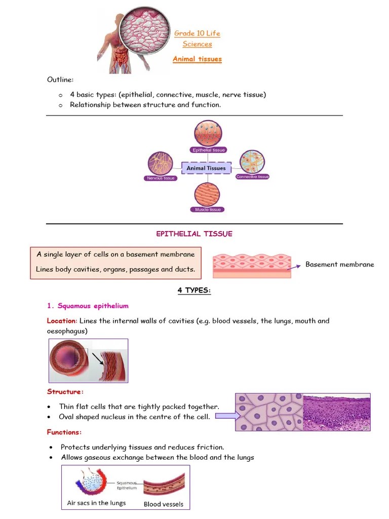 Animal Tissues For Upload | PDF | Epithelium | Nerve