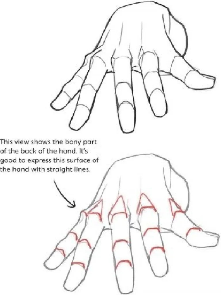 Gathered Human Anatomy Studies For Artists | PDF