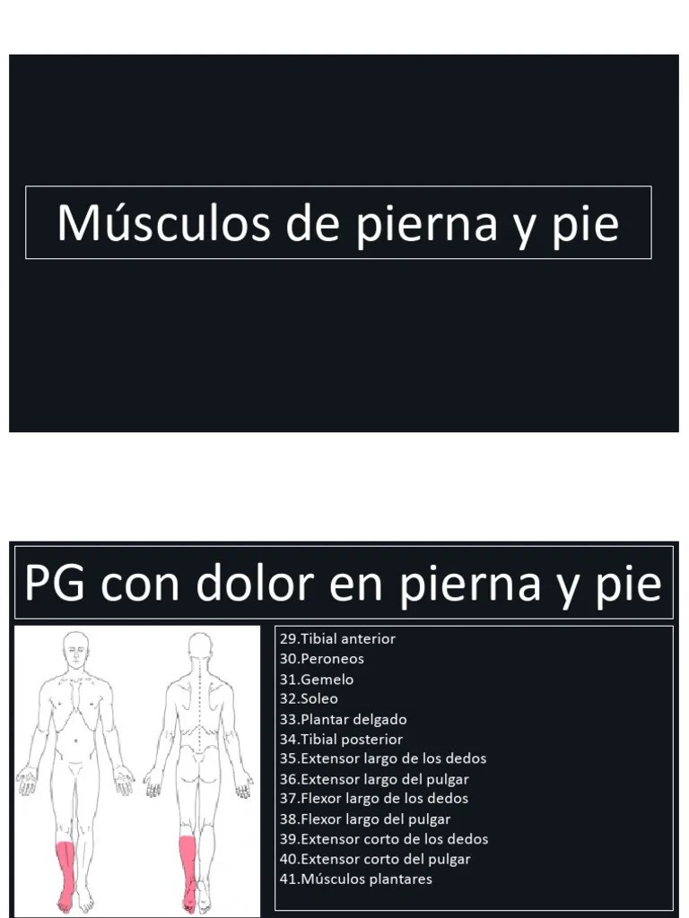 3 Musculos De Pierna Y Pie | PDF | Pie | Tejido Suave