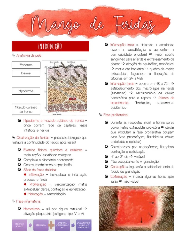 Manejo De Feridas - RESUMO | PDF | Endotélio | Cura