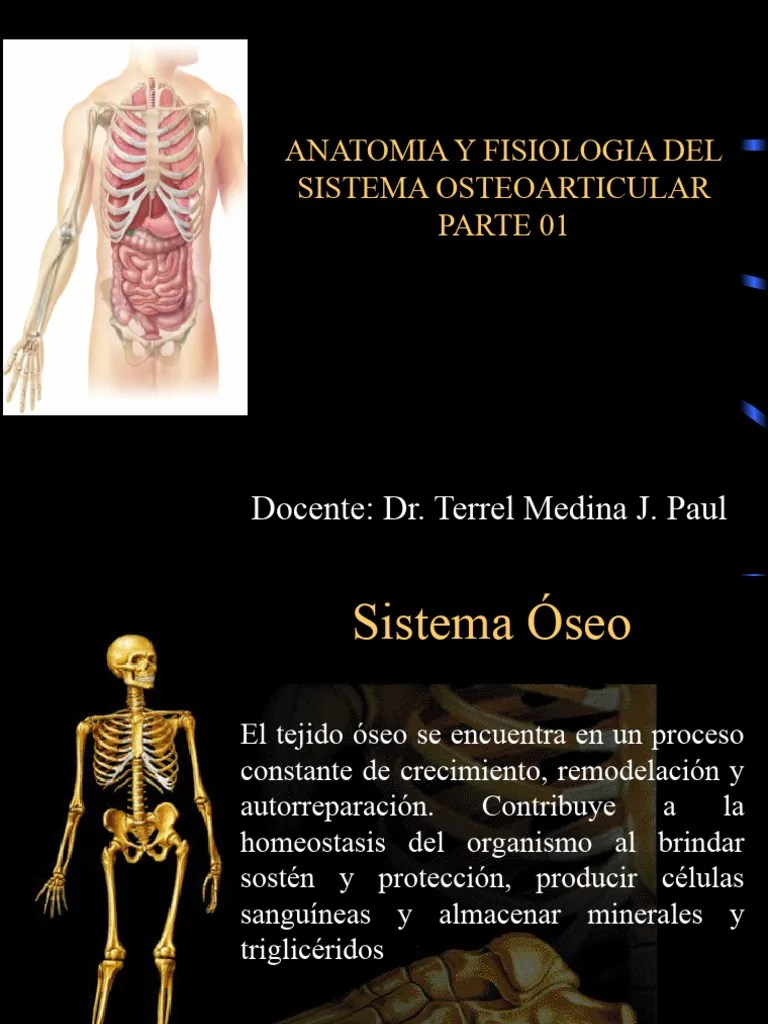 Tema 1 Osteolog A Anatom A Del Sistema Musculo Esquel Tico Pdf - Minimal Pattern Collection - Desktop Quality