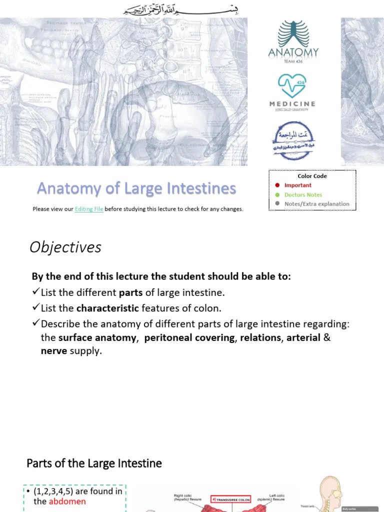 6 - Anatomy Of Large Intestine | PDF | Large Intestine | Peritoneum