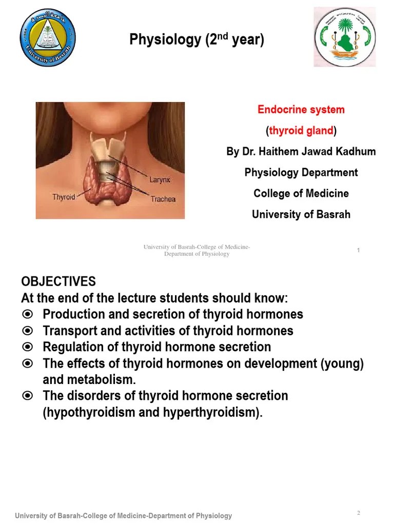 3) Lecture (Thyroid) | PDF | Thyroid | Thyroid Stimulating Hormone