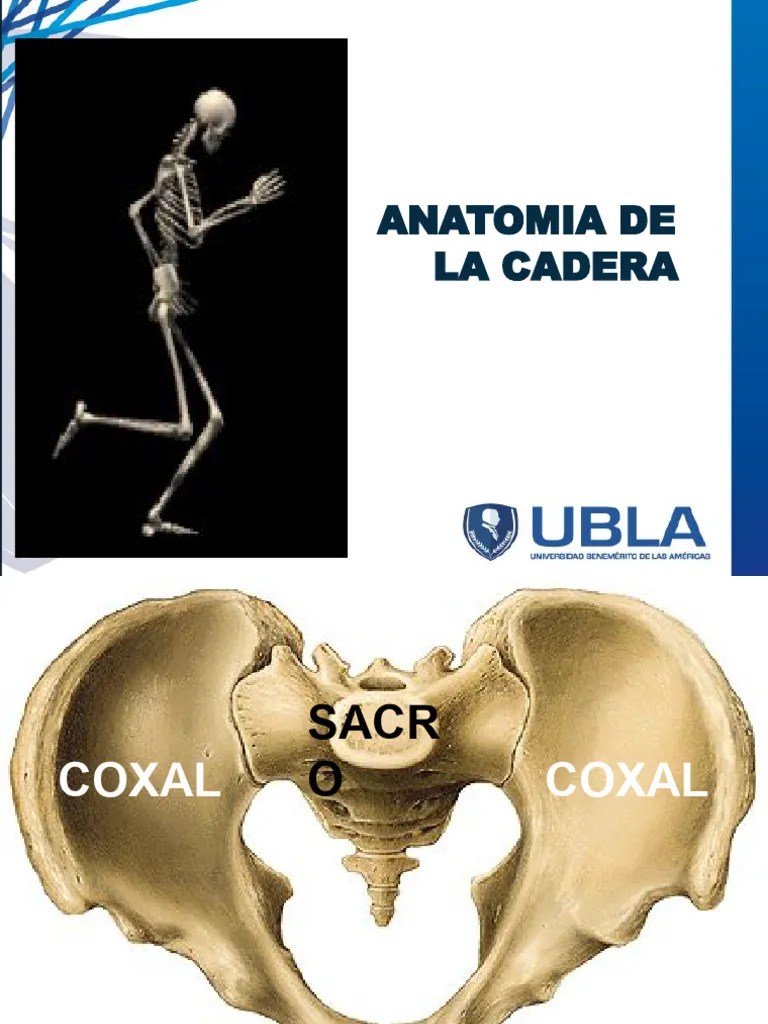 Cadera Y Rodilla | PDF | Rodilla | Pelvis