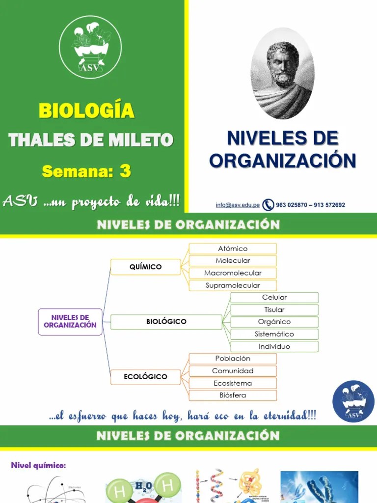 S3. NIVELES DE ORGANIZACIÓN Y CARACTERÍSTICAS DE LOS SERES VIVOS | PDF | Organismos | Plantas