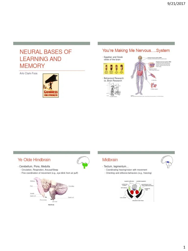 02 - Neural Bases Of Learning And Memory | PDF | Chemical Synapse | Neuron