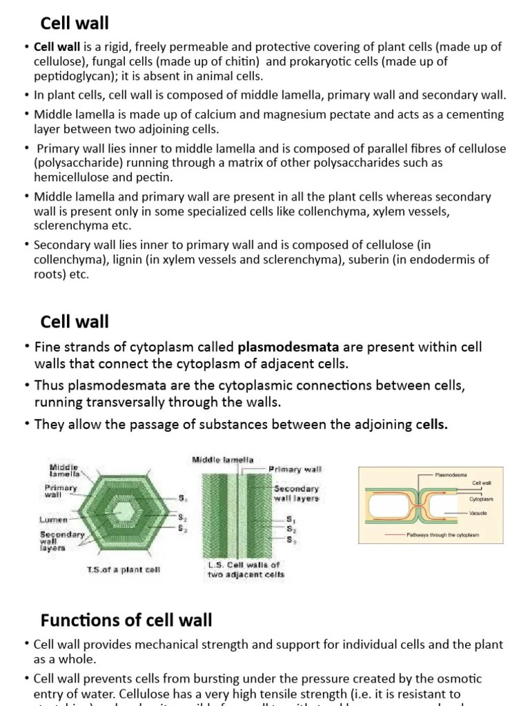Cell Wall, Cell Membrane | PDF | Cell Membrane | Cell Wall