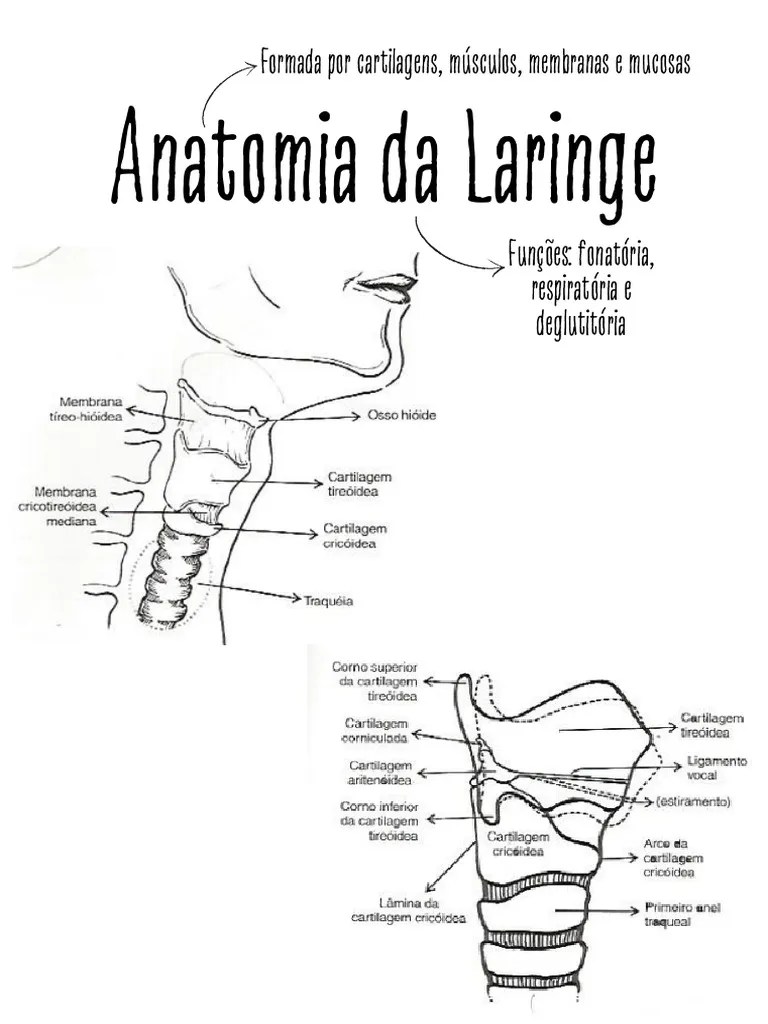 Anatomia Da Laringe.pdf | PDF