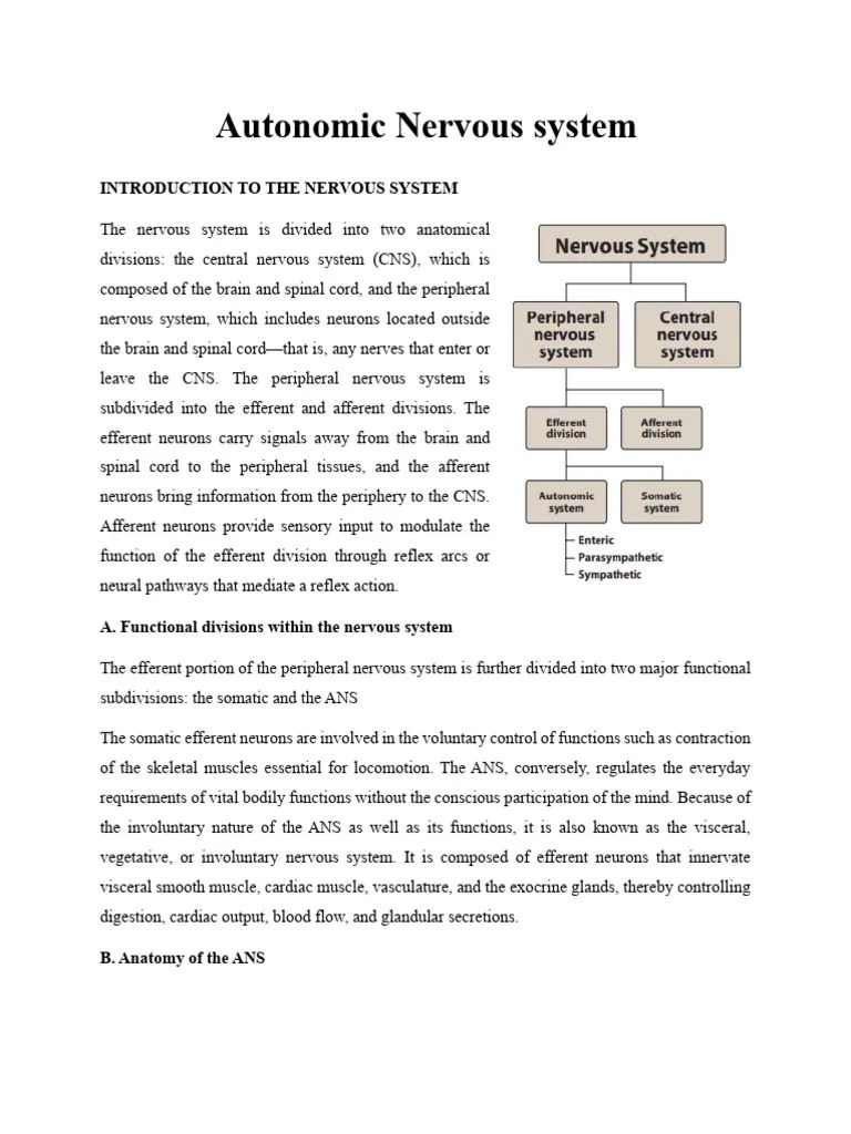 Autonomic Nervous System 22_061936 | PDF | Neurotransmitter | Nervous System