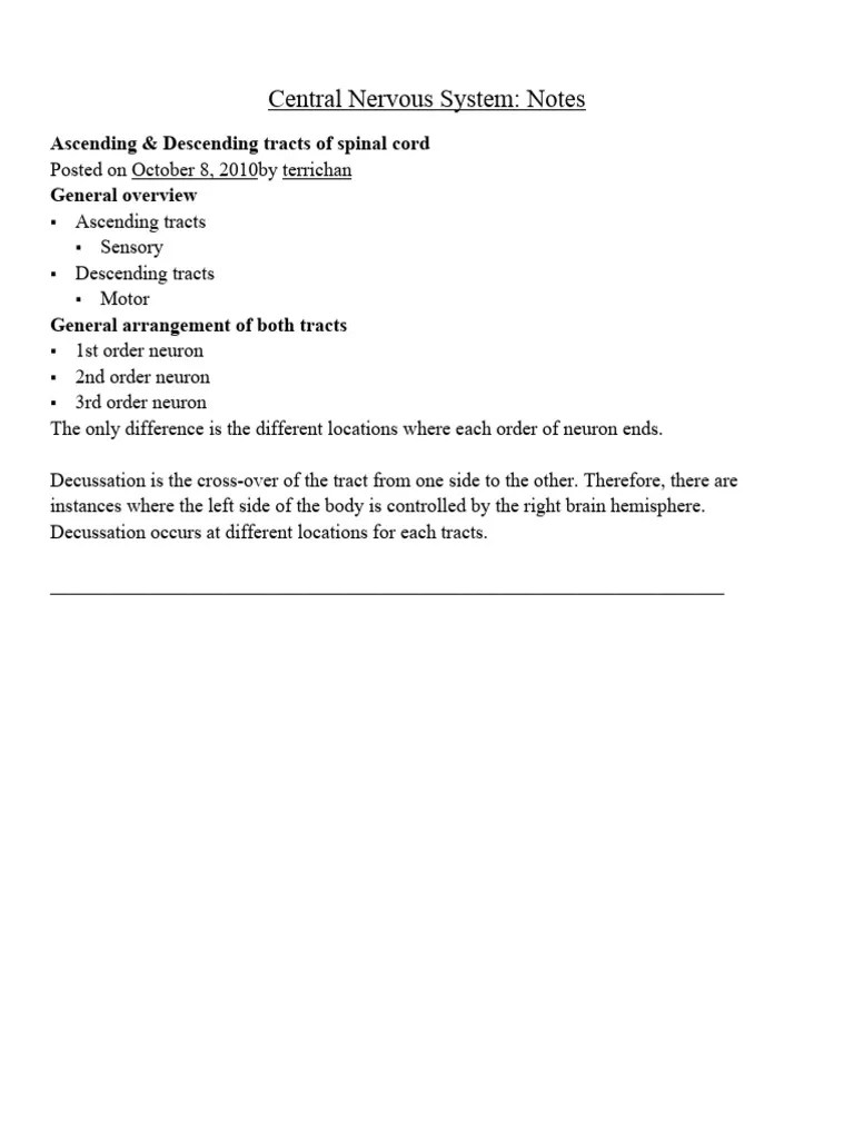 Central Nervous System Notes | PDF | Spinal Cord | Brainstem