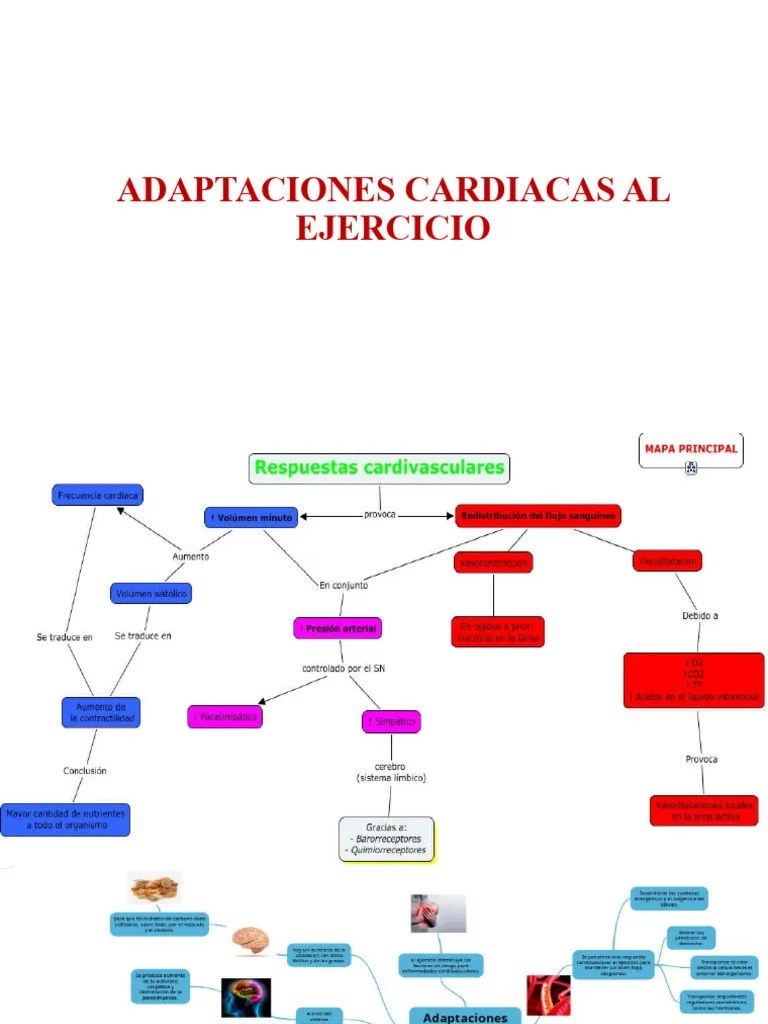 ADAPTACIONES CARDIACAS AL EJERCICIO | PDF