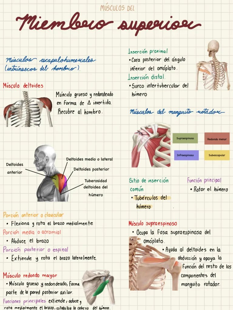 Músculos Del Miembro Inferior | PDF | Sistema Musculoesquelético | Extremidades (anatomía)