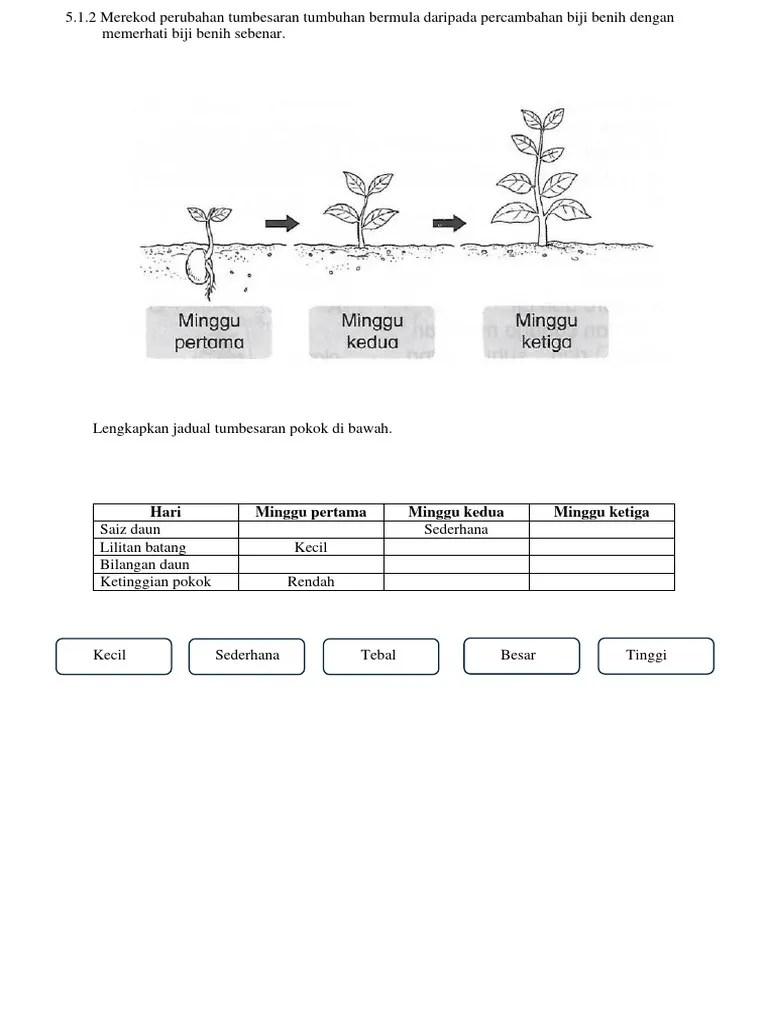 Lembaran Kerja Latihan Sains Tahun 3 Tumbuhan Nota Sains - Nature Picture Collection - Full HD Quality