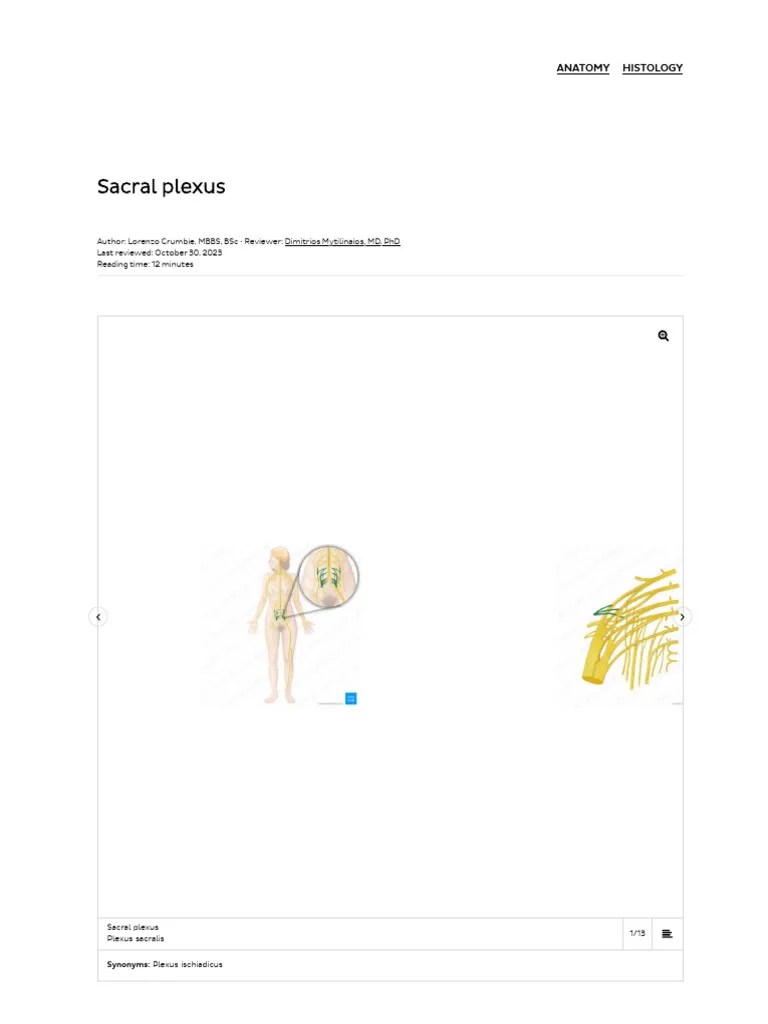 Sacral Plexus - Anatomy, Branches And Mnemonics - Kenhub | PDF | Human Leg | Pelvis
