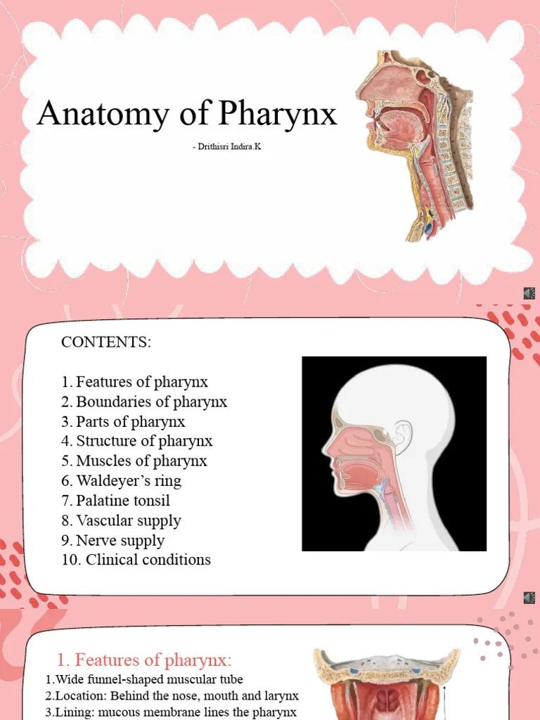 Anatomy | PDF | Larynx | Human Nose