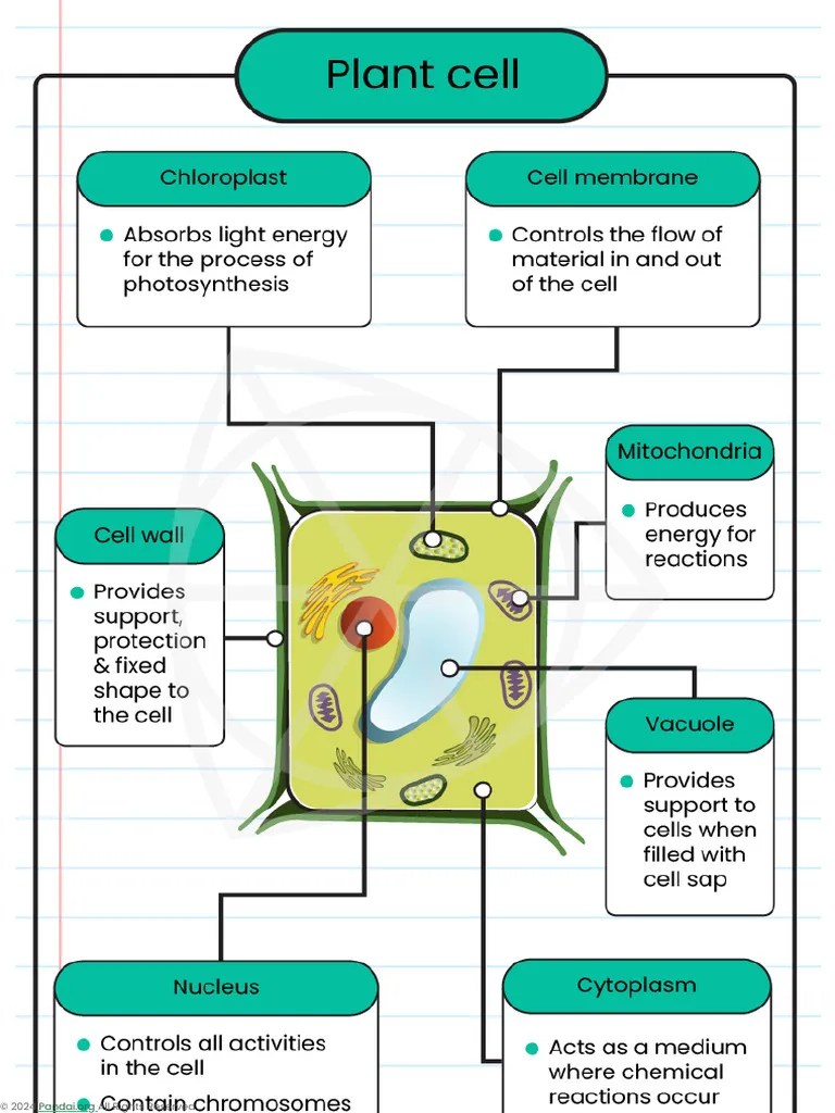 Cell - Structure, Function And Organization | PDF | Human Body | Cell ...