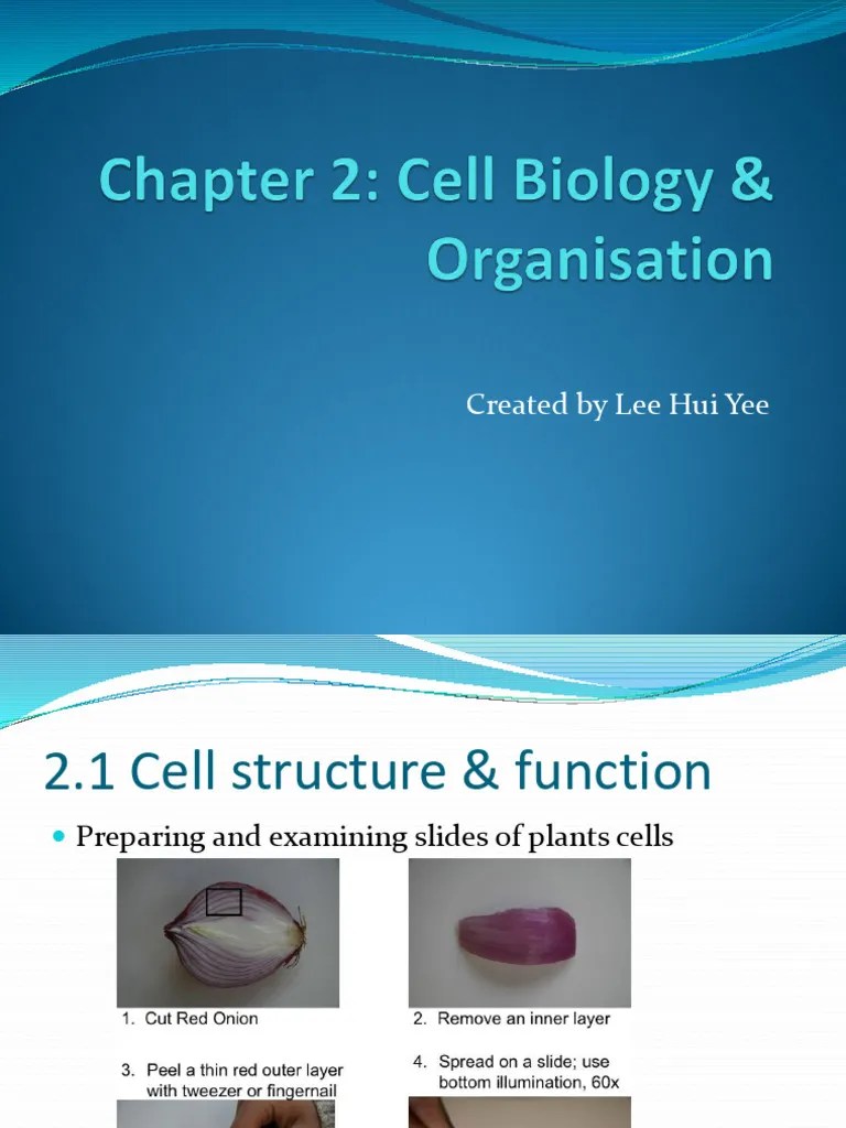 Chapter 2 Cell Structures & Functions | PDF | Tissue (Biology) | Cell ...