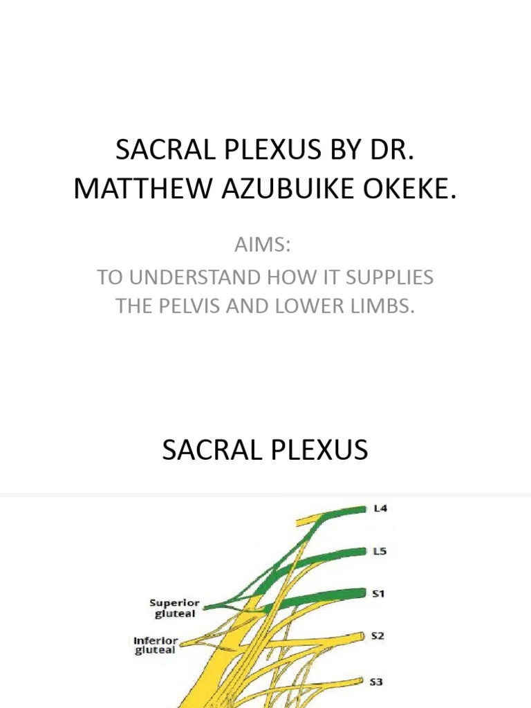 Sacral Plexus | PDF | Human Leg | Limbs (Anatomy)