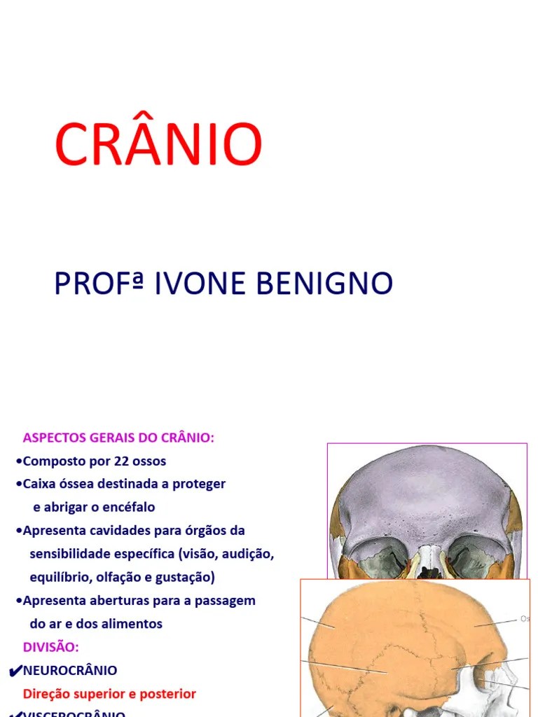Aula 1 - Ossos Do Crânio.ppt | PDF | Sistema Locomotor | Sistema ...
