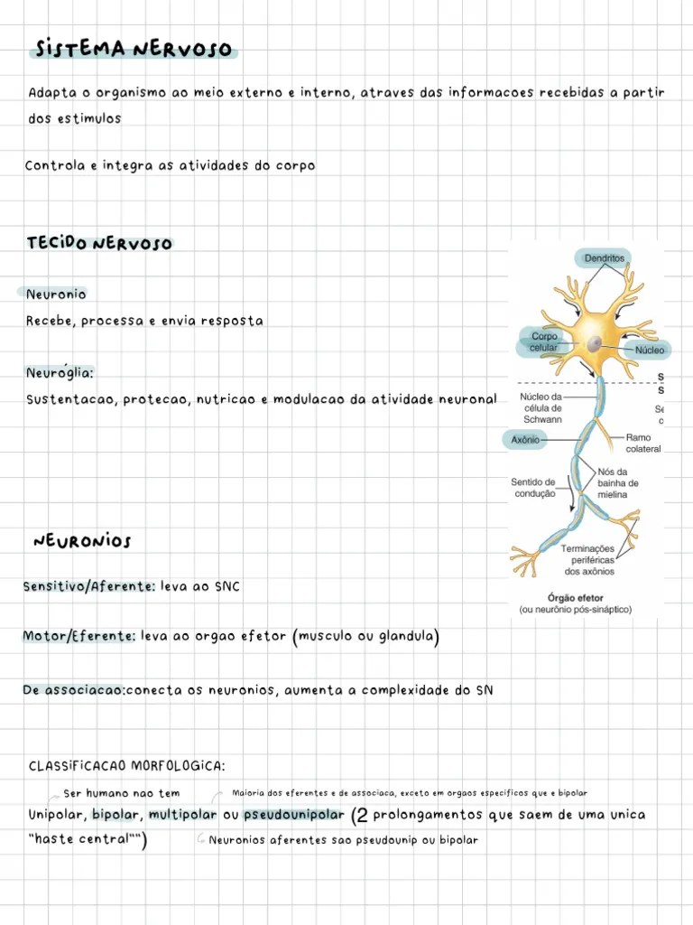 Sistema Nervoso | PDF