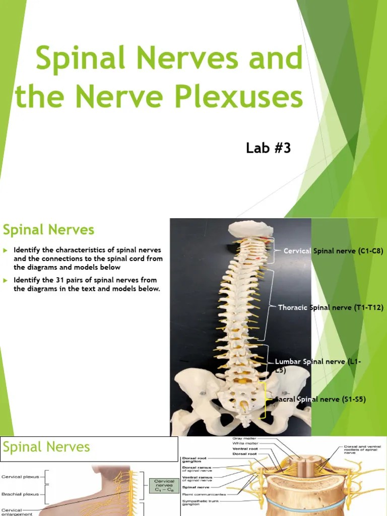 Peripheral Nervous System | PDF