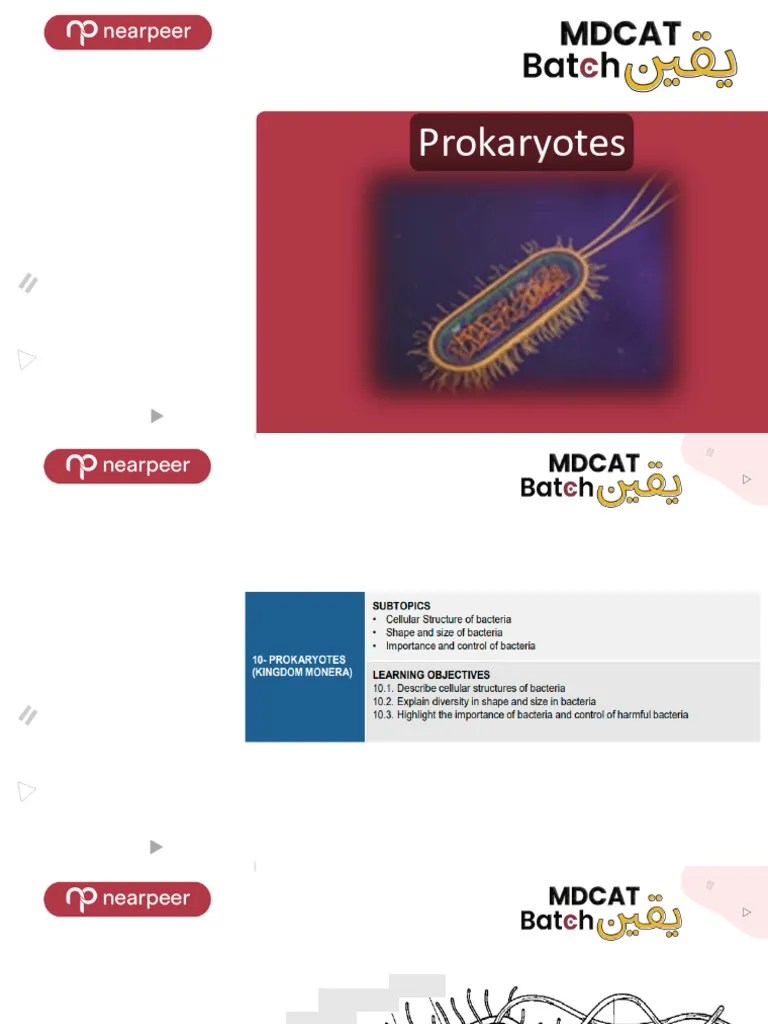 Topic 10 Prokaryotes | PDF | Bacteria | Gram Positive Bacteria