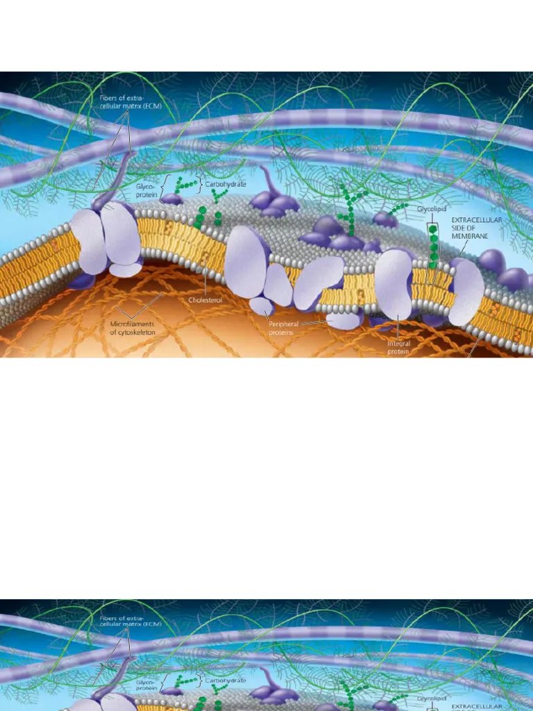 Membrane Structure And Function | PDF | Cell Membrane | Extracellular ...