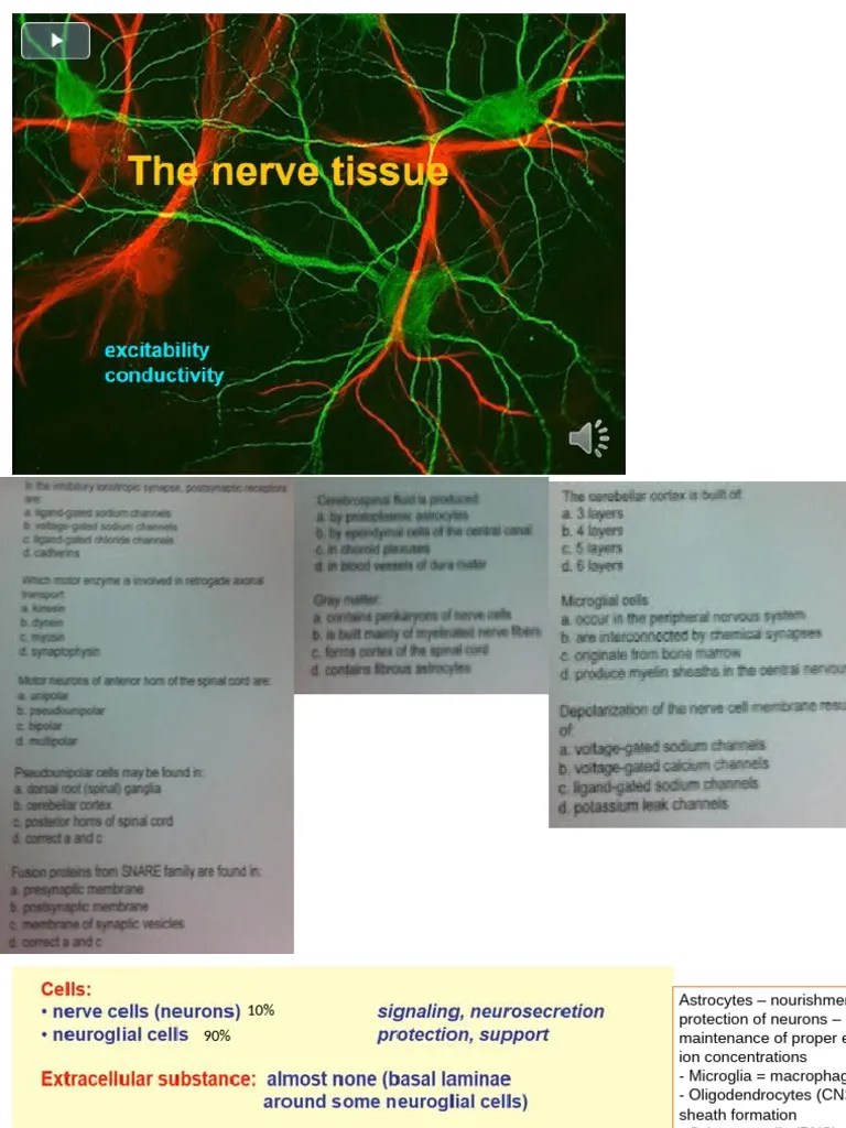 Histology Lecture 7 - Nerve Tissue | PDF