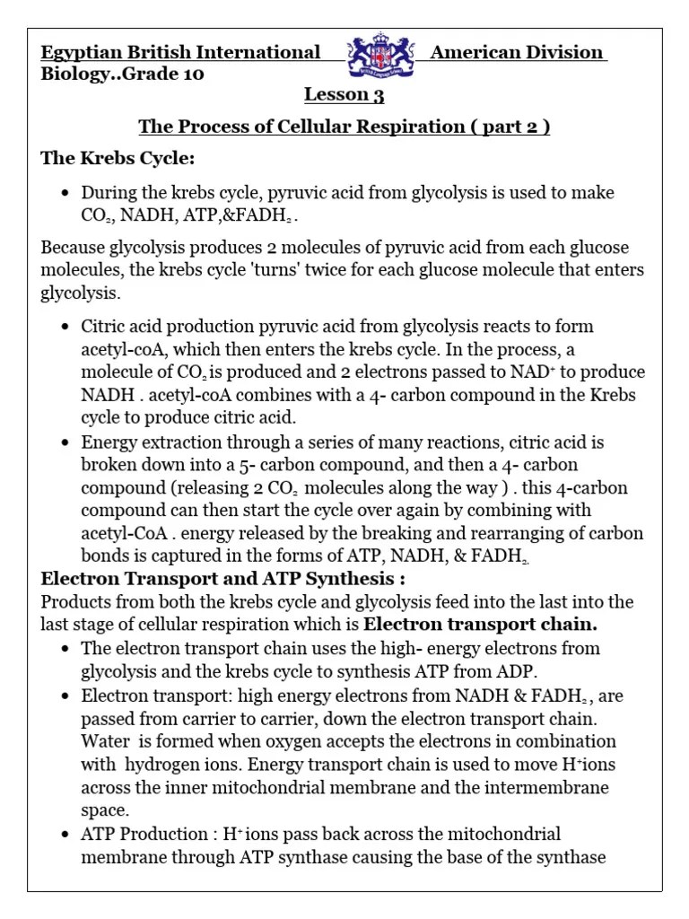The Process Of Cellular Respiration (Part 2) Grade 10 Sheet | PDF ...