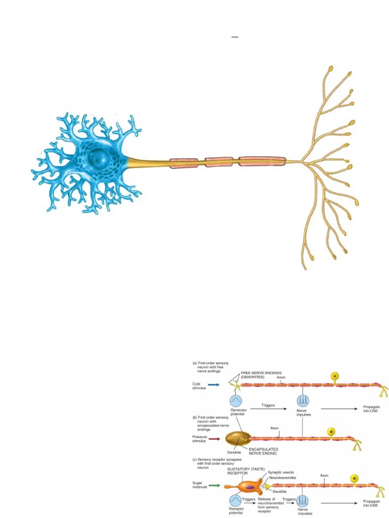 Lecture 4-Nervous System II | PDF