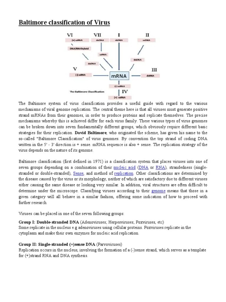 Baltimore Classification Of Virus | Sense (Molecular Biology) | Virus