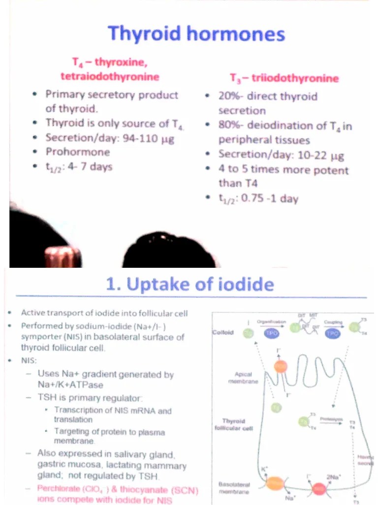 Thyroid Function Tests | PDF
