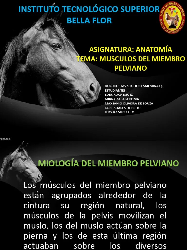 Musculos Miembro Pelvis | PDF