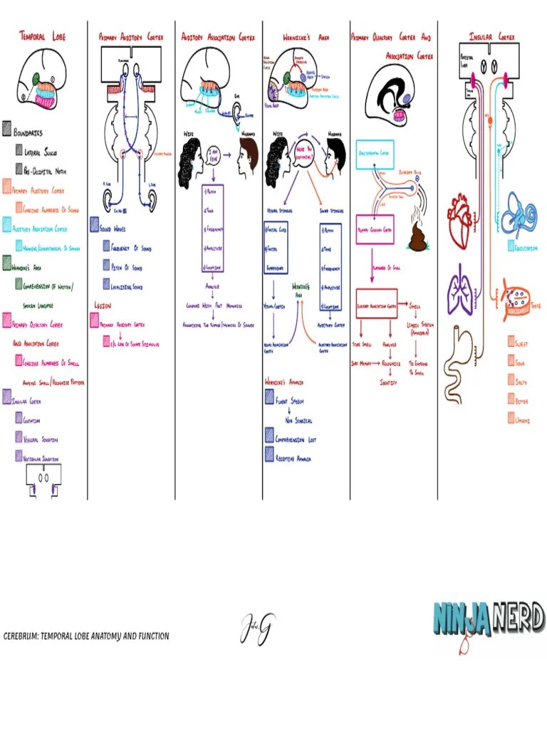 Neurology Physiology) 06 Brain) Cerebrum Temporal Lobe Anato | PDF