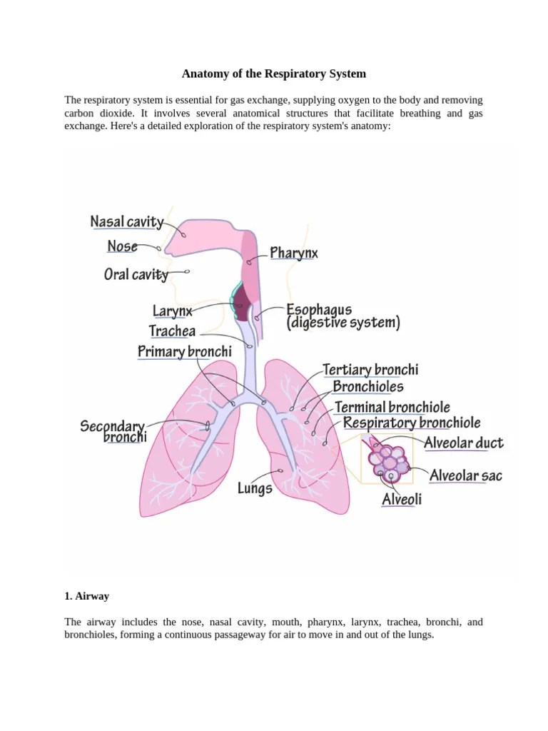 Lecture-17 Anatomy Of The Respiratory System | PDF