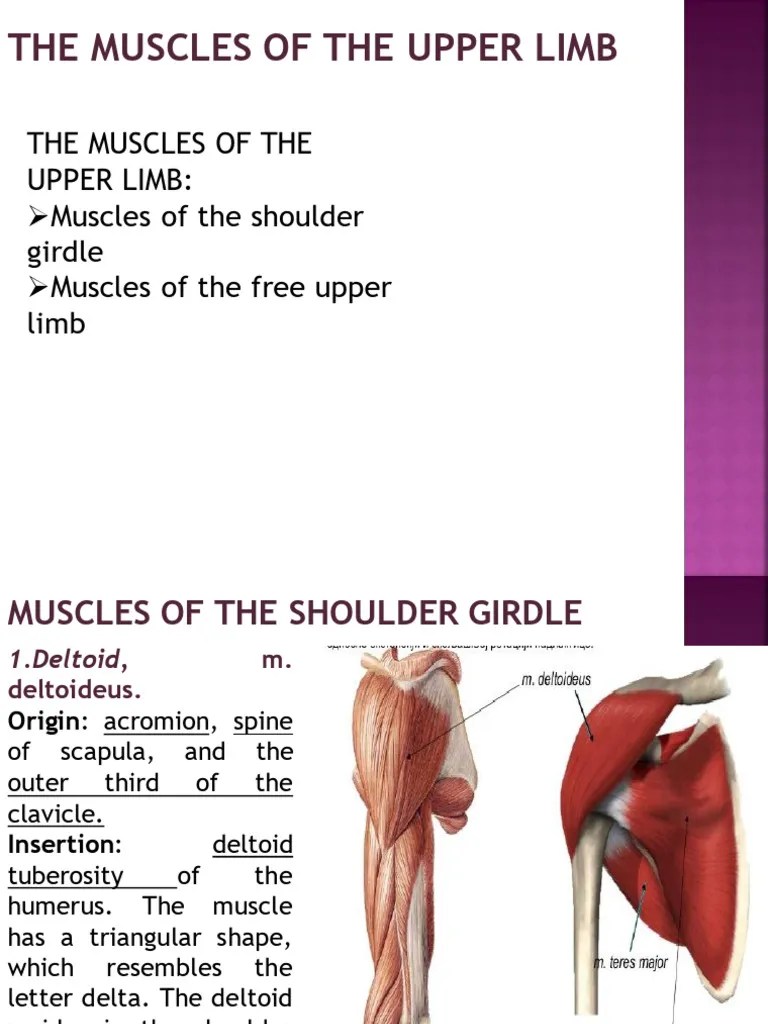 Muscle Of Upper Limb | PDF
