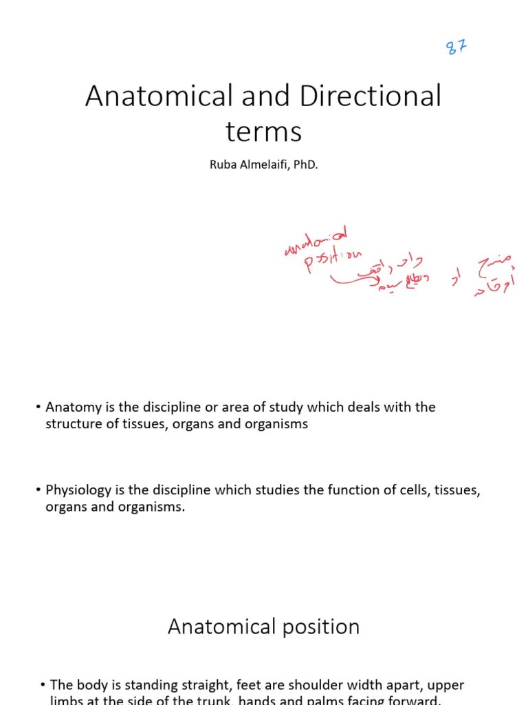Anatomical And Directional Terms | PDF
