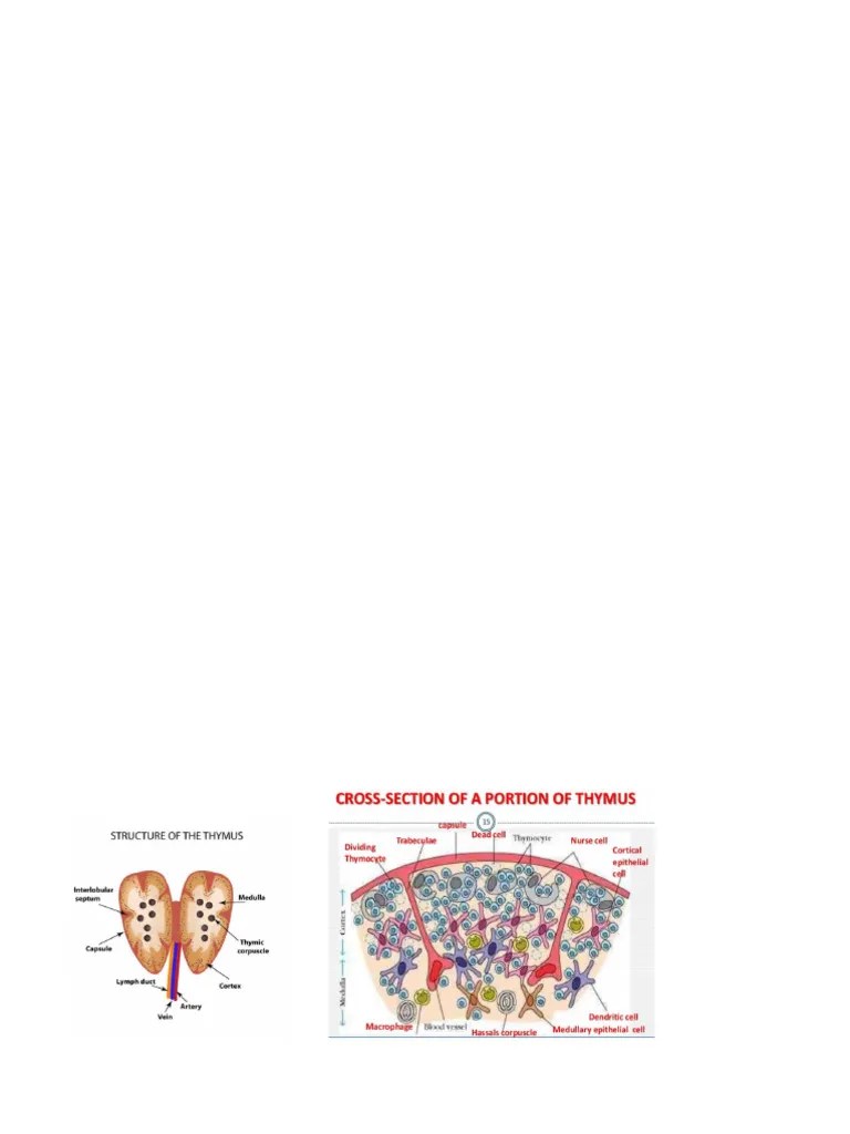 Lymphoid Organ1 | PDF | Lymph Node | Lymphatic System