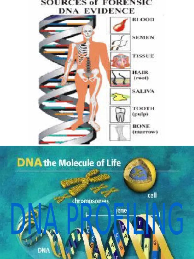 Dna | PDF | Dna | Microsatellite